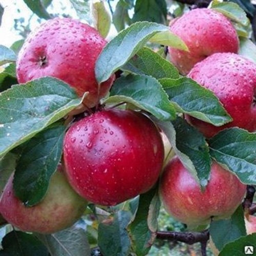 Malus domestica 'Antei' - Õunapuu 'Antei' C6/6L